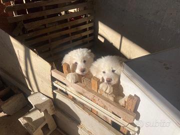 Cucciolo pastore maremmano abruzzese