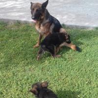 Cuccioli pastore tedesco