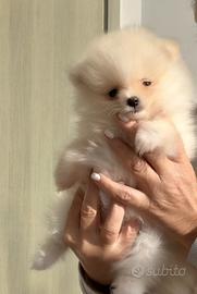 Spitz Tedesco cucciolo - Allevamento Arven House