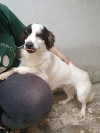 Robin cagnolino dolcissimo 3 anni taglia piccola