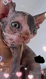 Cuccioli Canadian Shinx pedigree Anfi
