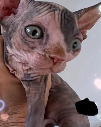 Cuccioli Canadian Shinx pedigree Anfi