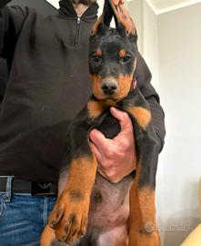 Dobermann