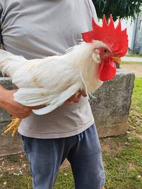 Gallo livornese bianco