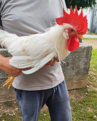 Gallo livornese bianco