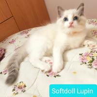 Cucciolo razza Ragdoll