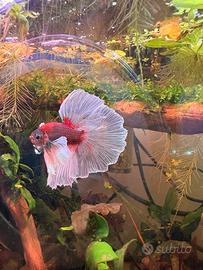 Betta Maschio Dumbo