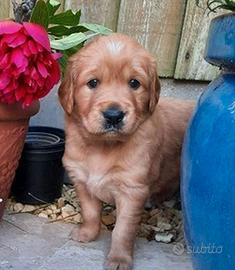 Cuccioli di golden retriever maschi femmine