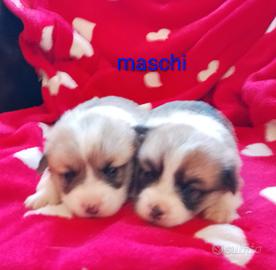 Welsh Corgi Pembroke cuccioli