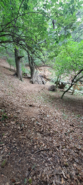 Bosco di castagni domestici e selvatici