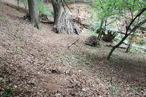 Bosco di castagni domestici e selvatici
