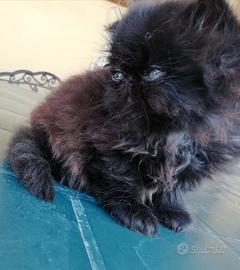 CUCCIOLO DI GATTO PERSIANO MASCHIO