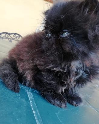 CUCCIOLO DI GATTO PERSIANO MASCHIO