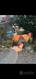 Galline e galletti olandesi nane