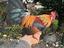Immagine 1