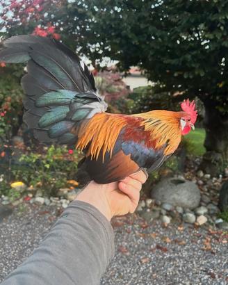 Galline e galletti olandesi nane