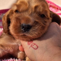 Cocker spaniel inglese