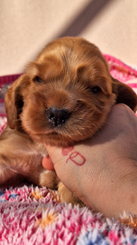 Cocker spaniel inglese