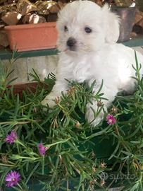 Maltipoo