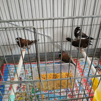 Uccelli