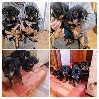 Cuccioli di cane da tartufi