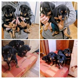 Cuccioli di cane da tartufi