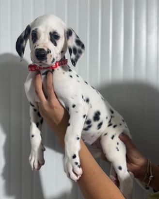 Femminuccia Dalmata
