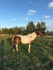 Cavallo