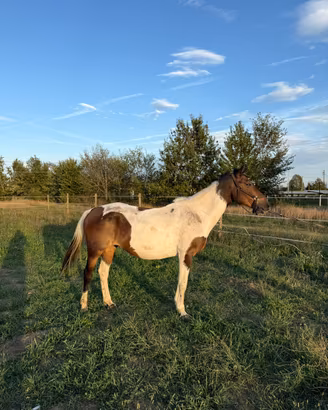 Cavallo