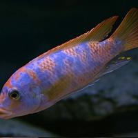 Ciclidi Malawi Pesci Metriaclima Mbenji