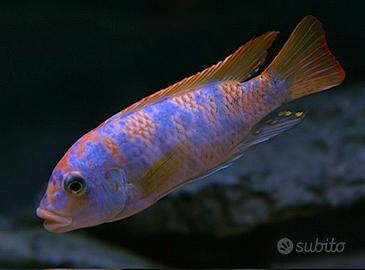 Ciclidi Malawi Pesci Metriaclima Mbenji