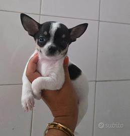 Chihuahua toy