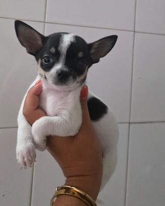 Chihuahua toy