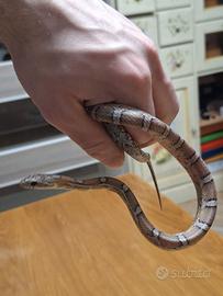 Elaphe guttata serpente