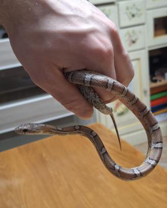 Elaphe guttata serpente