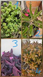 Talee di piante varie