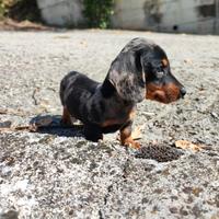 Bassotto Tedesco Cucciola Arlecchino Silver