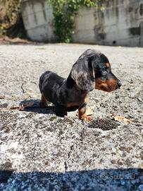 Bassotto Tedesco Cucciola Arlecchino Silver