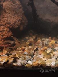 neocaridina wilde 