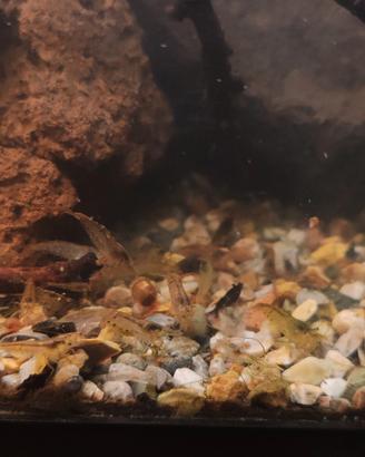 neocaridina wilde 