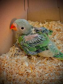 Baby Parrocchetti Dal Collare