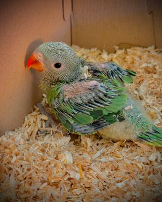 Baby Parrocchetti Dal Collare