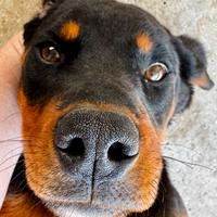 Cocco - cucciolo 6 mesi taglia grande