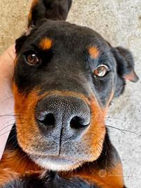 Cocco - cucciolo 6 mesi taglia grande