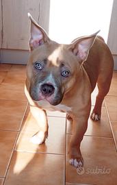 American Bully