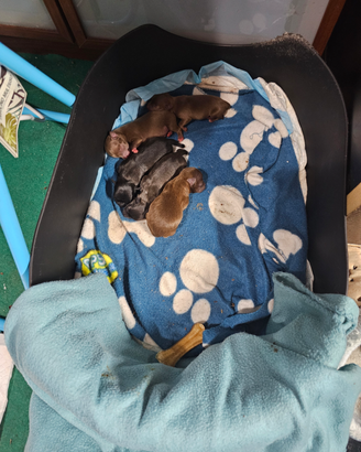 Chihuahua