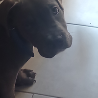 Cucciolo amstaf