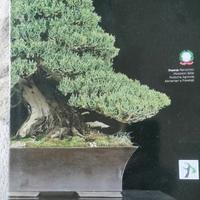 Bonsai