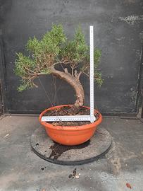 pre bonsai cipresso