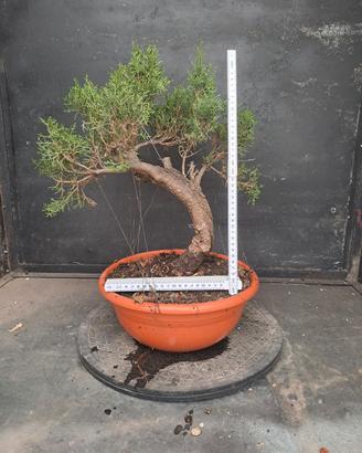 pre bonsai cipresso